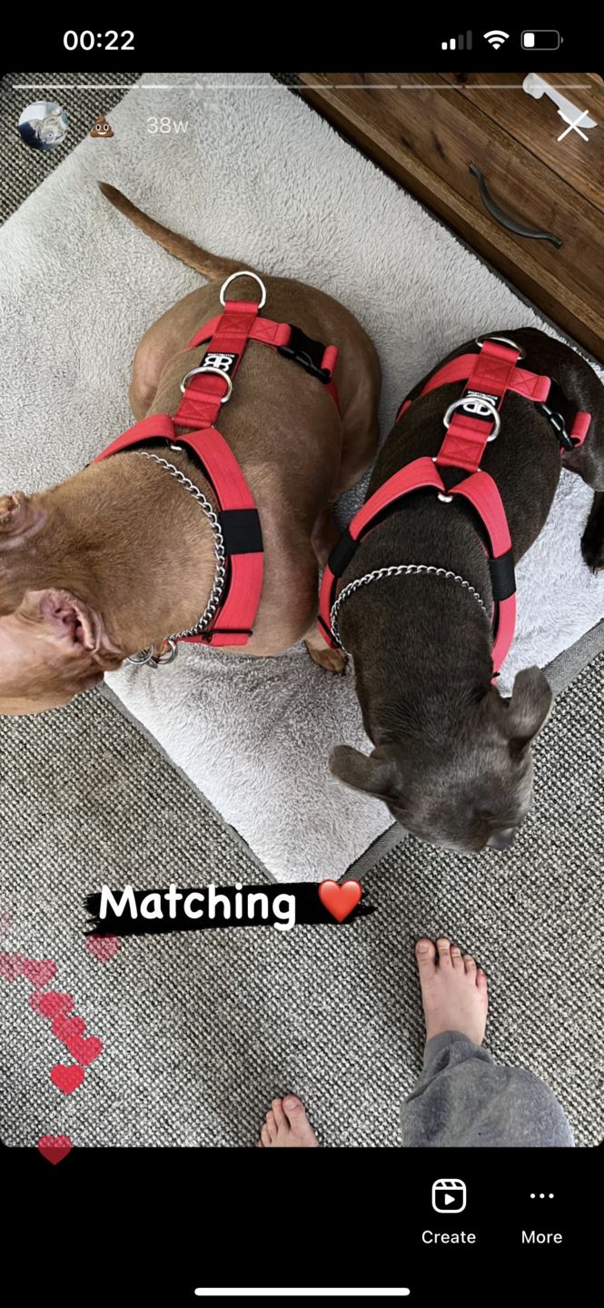 Customer photo review of TRI-Harness® | Anti-Pull, Adjustable & Durable - Dog Trainers Choice - Red v2.0