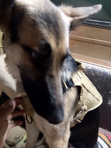 Customer photo review of Classic Heavy-Duty Tactical No-Pull Team K9™ Dog Harness With Front & Back D-Rings, Quick-Release Metal-Buckles, Hook & Loop Panels, & Top Handle