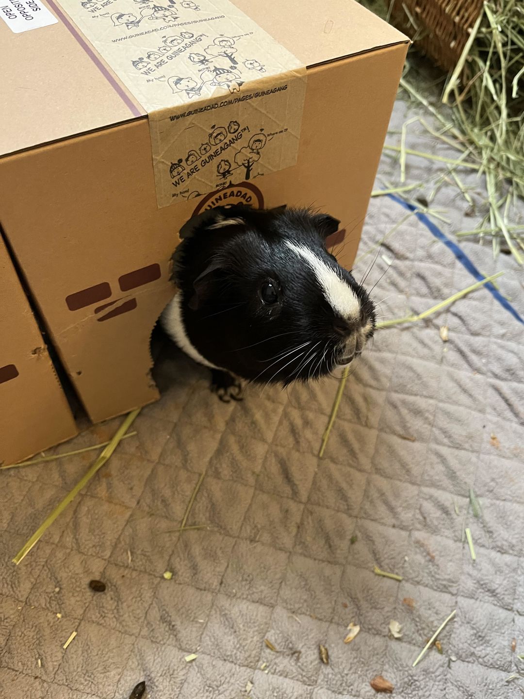 Customer photo review of GuineaDad Crunchy Condo (Pack of 3) - Guinea Pig Toy - Safe and Fun