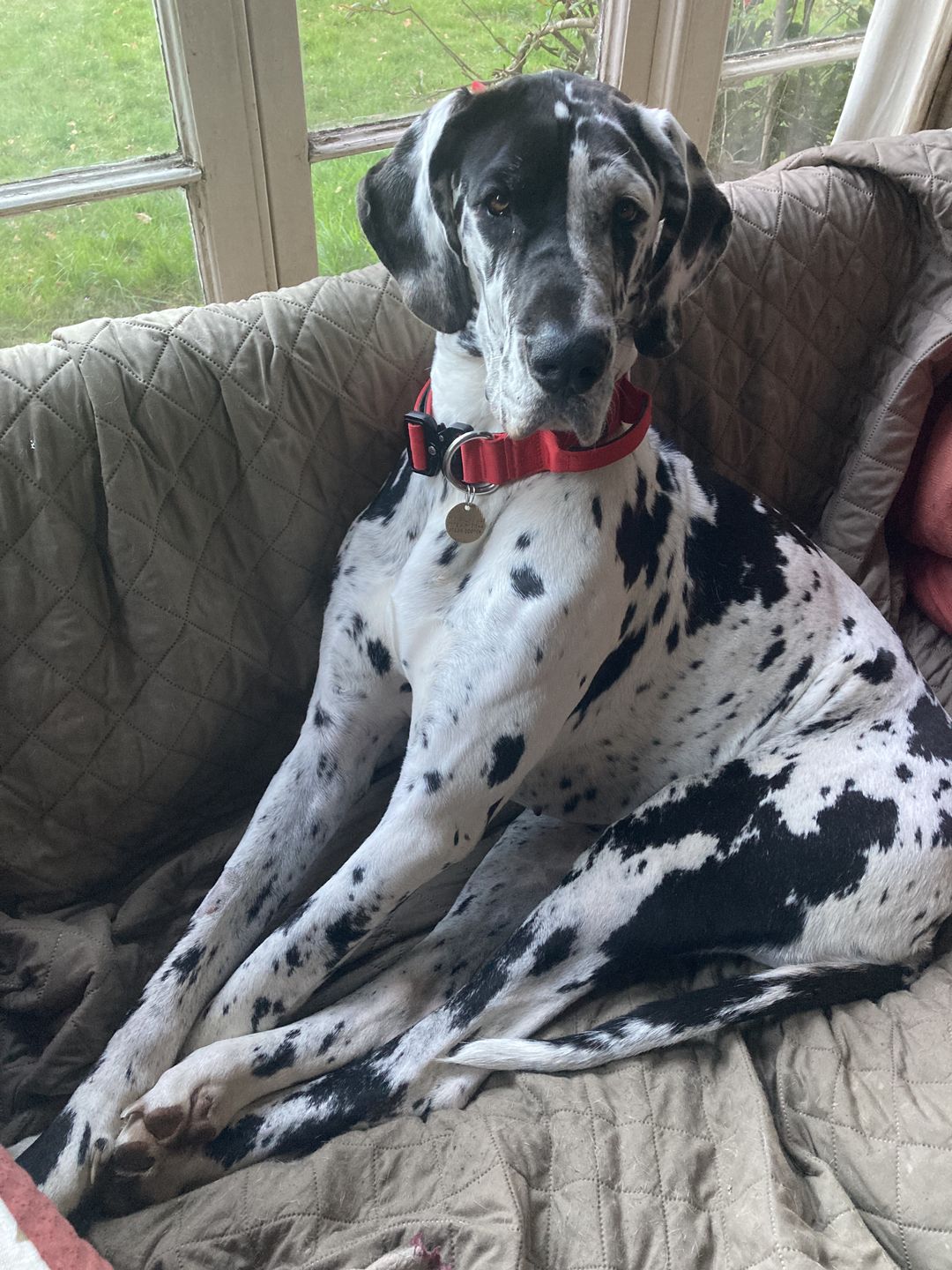 Customer photo review of 4cm Combat® Collar | With Handle & Rated Clip - Red v2.0