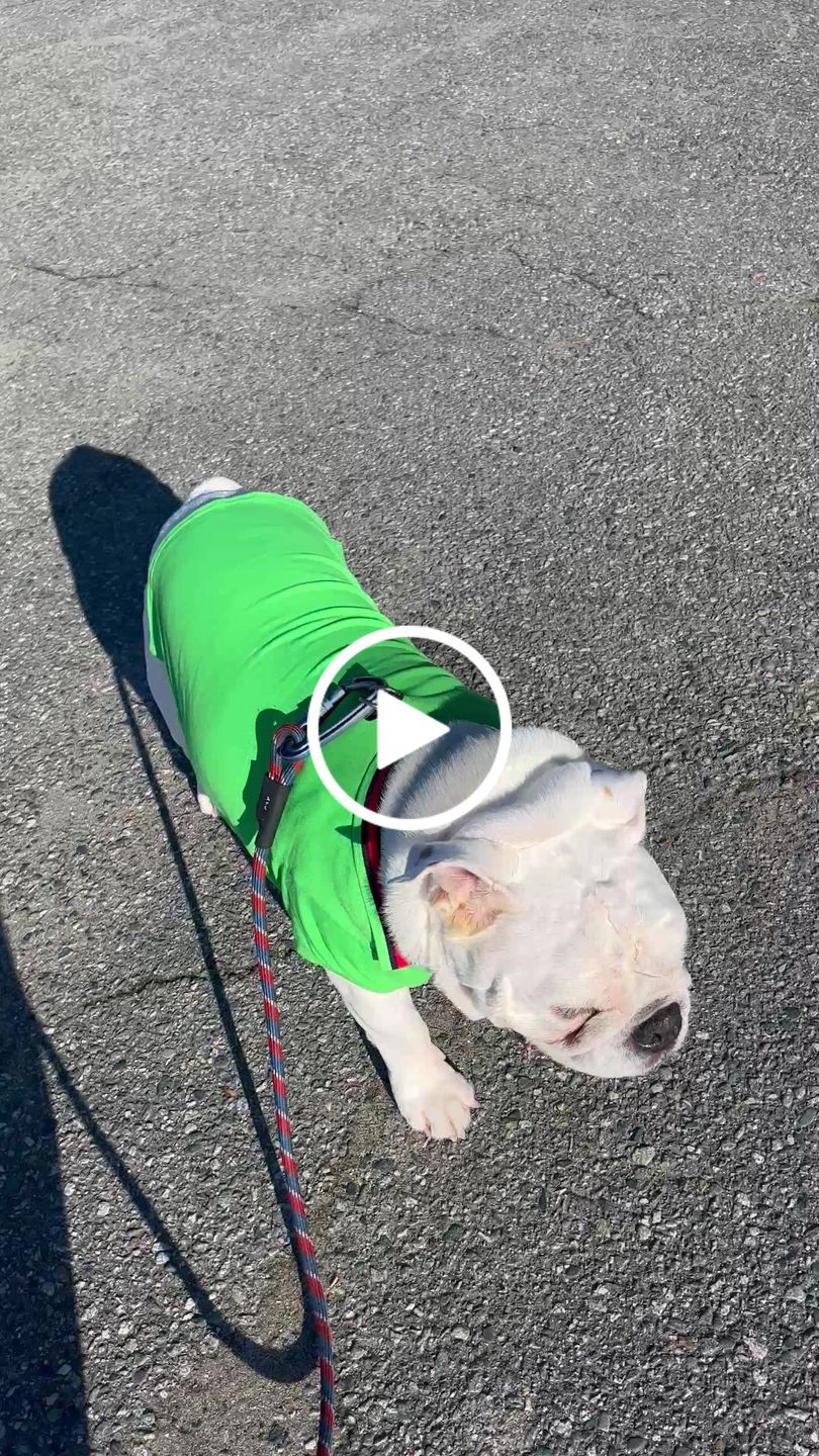 Customer video review of Tommy Hilfiger Flag Collar Polo