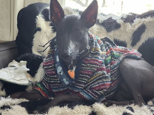 Customer photo review of Playa Poncho - Surprise Color