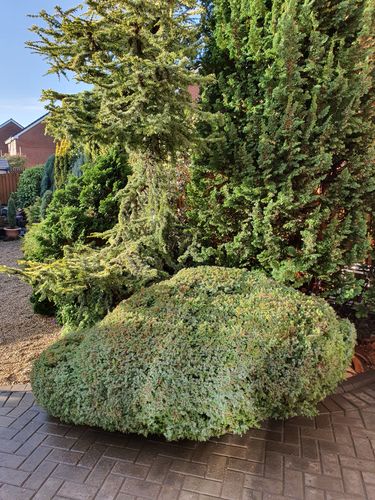 Customer photo review of Sika Mould Buster 5 Litre