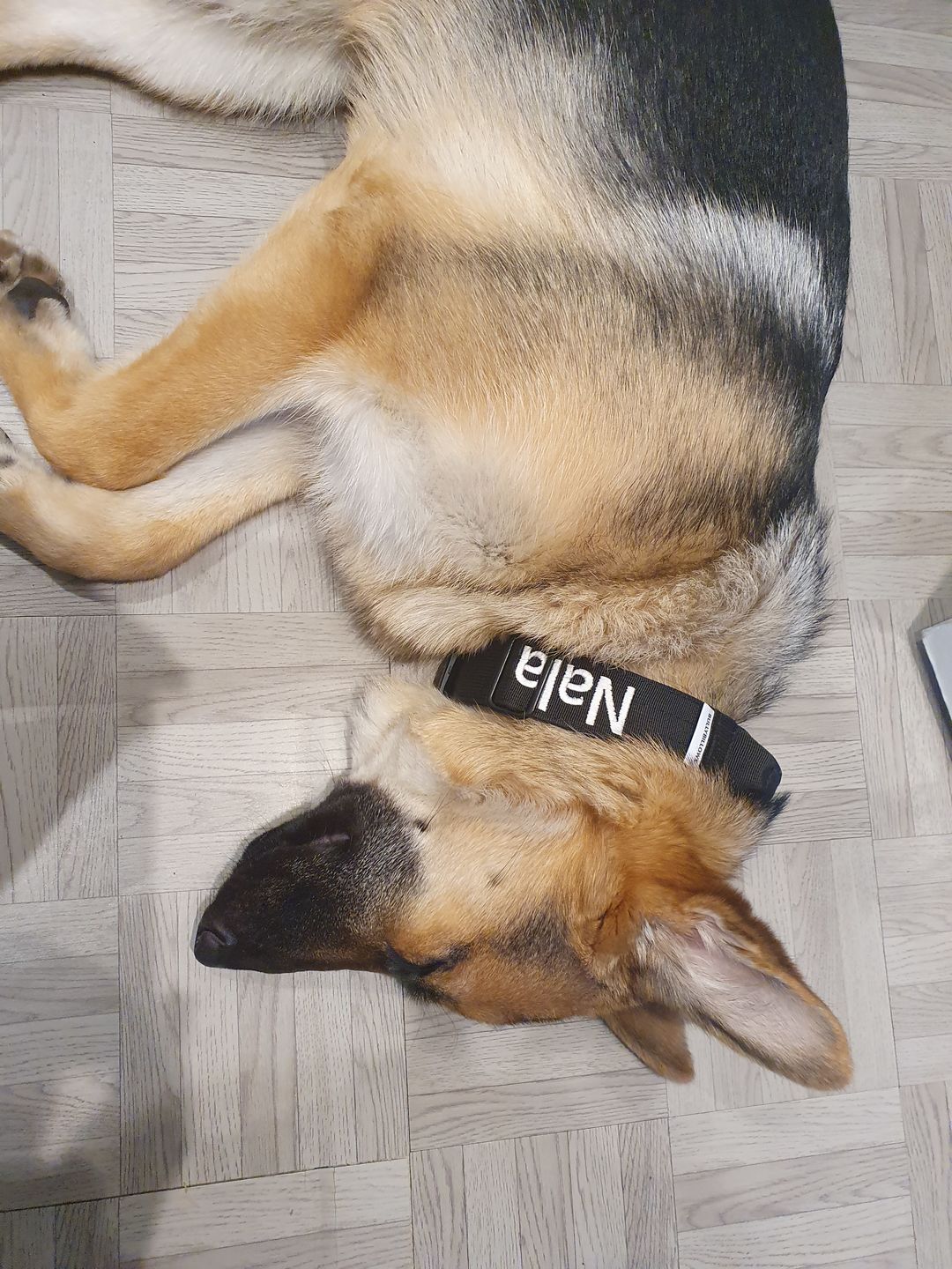 Customer photo review of 4cm Combat® Collar | With Handle & Rated Clip - Black v2.0