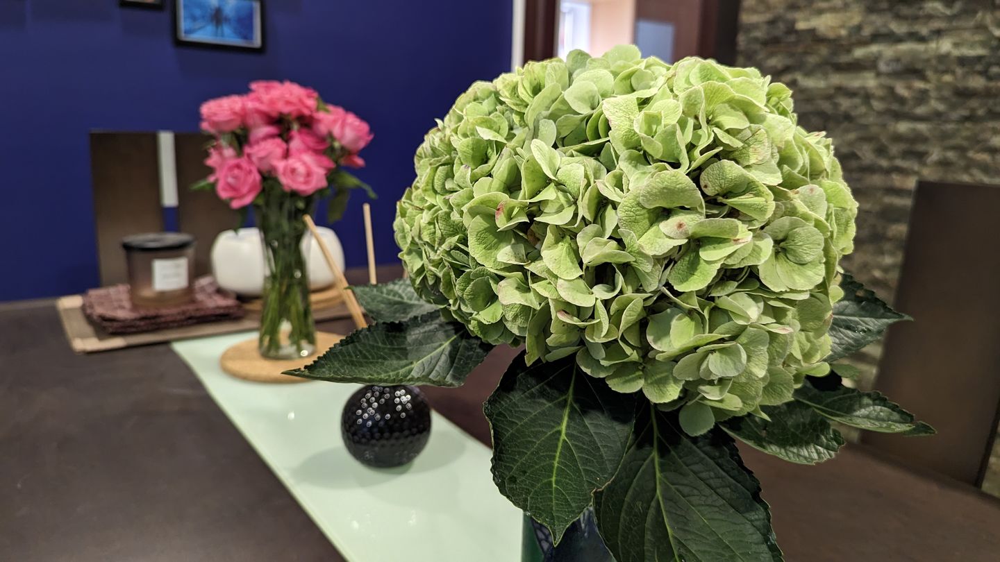Customer photo review of Hydrangea