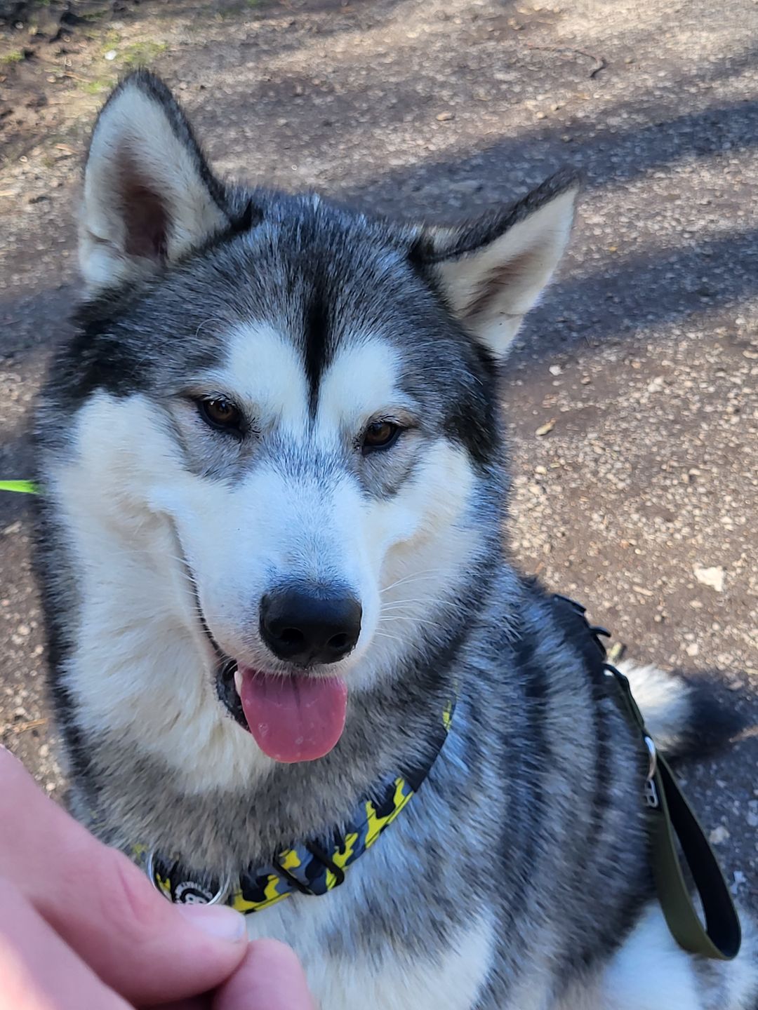 Customer photo review of TRI-Harness® | Anti-Pull, Adjustable & Durable - Dog Trainers Choice -  CAMO Lightning v2.0