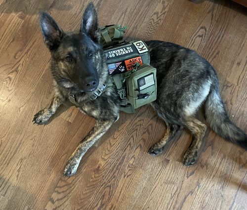 Customer photo review of Classic Heavy-Duty Tactical No-Pull Team K9™ Dog Harness With Front & Back D-Rings, Quick-Release Metal-Buckles, Hook & Loop Panels, & Top Handle