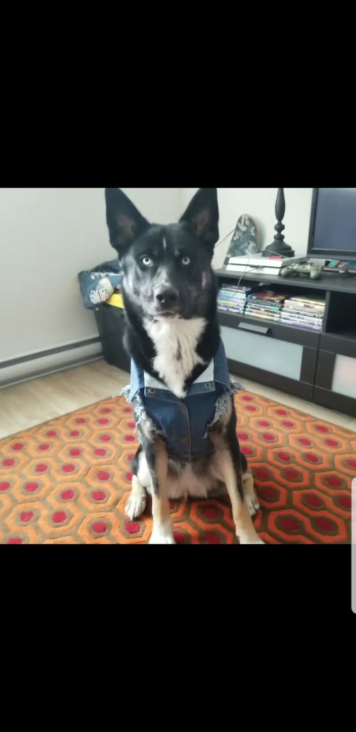 Customer photo review of Denim Dog Vest Raw Blue - Unpatched