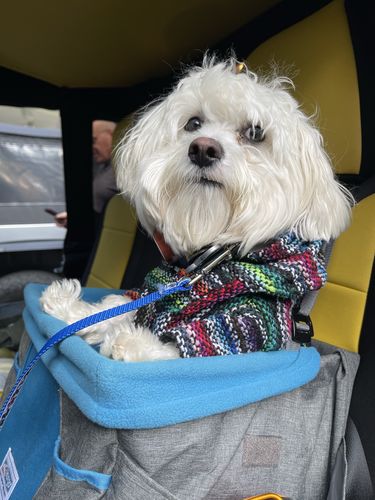 Customer photo review of Playa Poncho - Surprise Color