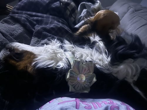 Customer photo review of Valentine's Day dog collar with Flower  - Cupcakes