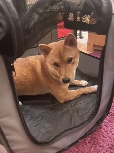 Customer photo review of Hordozható Kutya és Kisállat járóka, Kennel