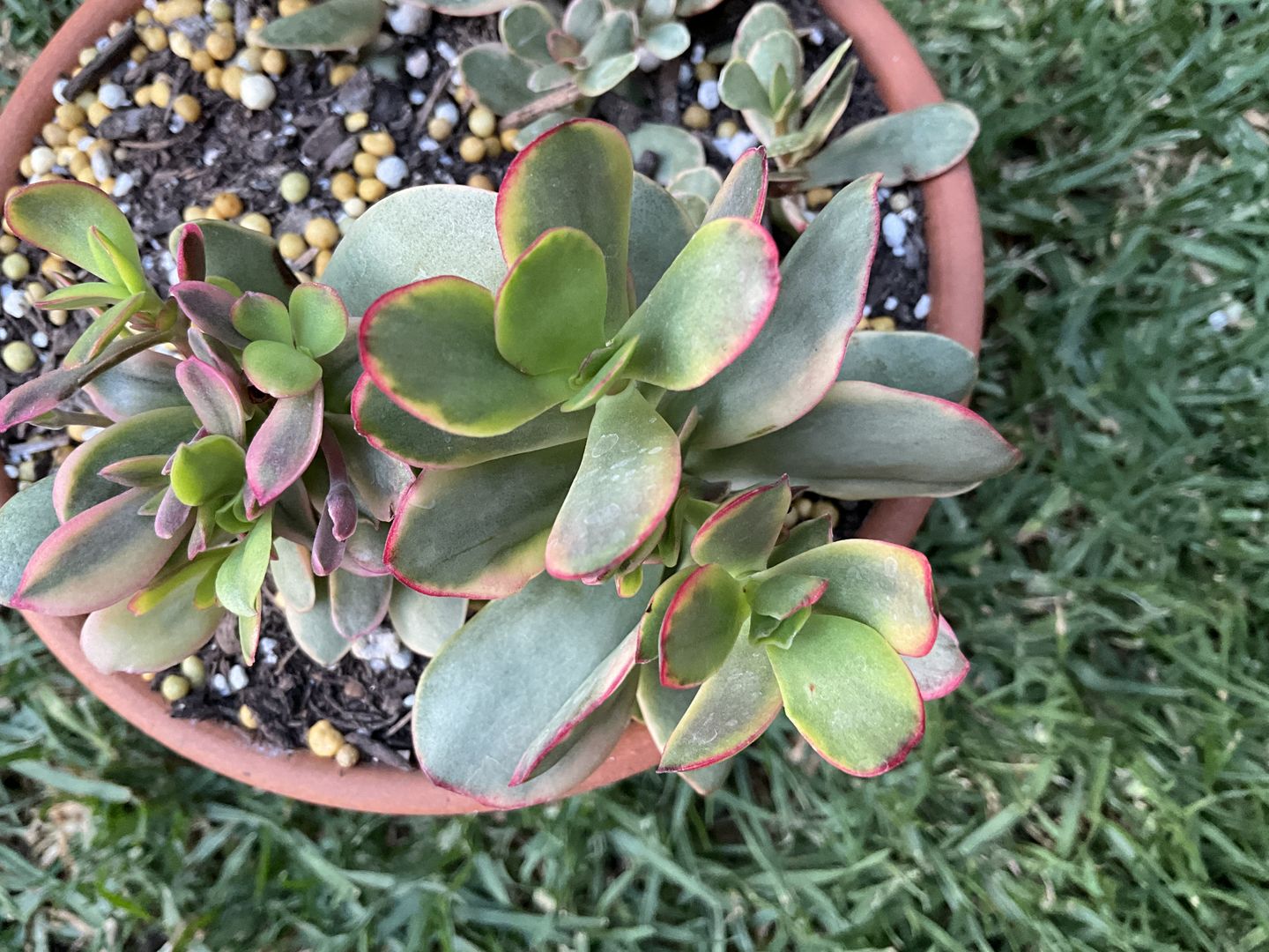 Customer photo review of Crassula Platyphylla Variagata