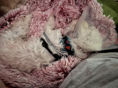 Customer photo review of PaWz Pet Calming Blanket