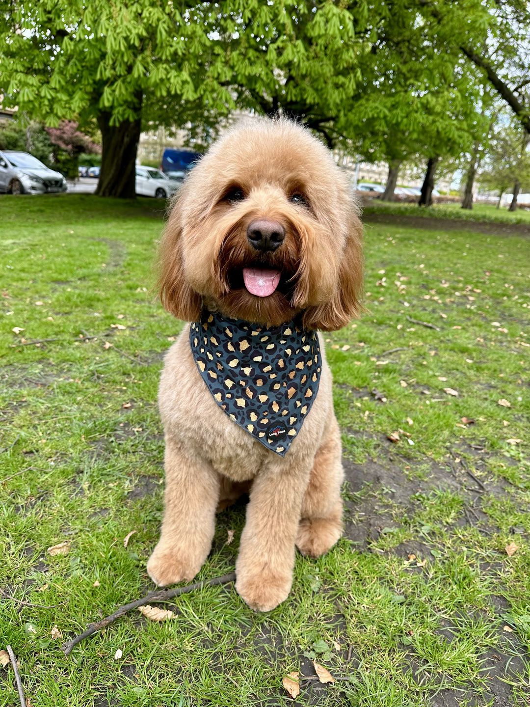 Customer photo review of Funk the Dog Bandana | Leopard Green & Gold
