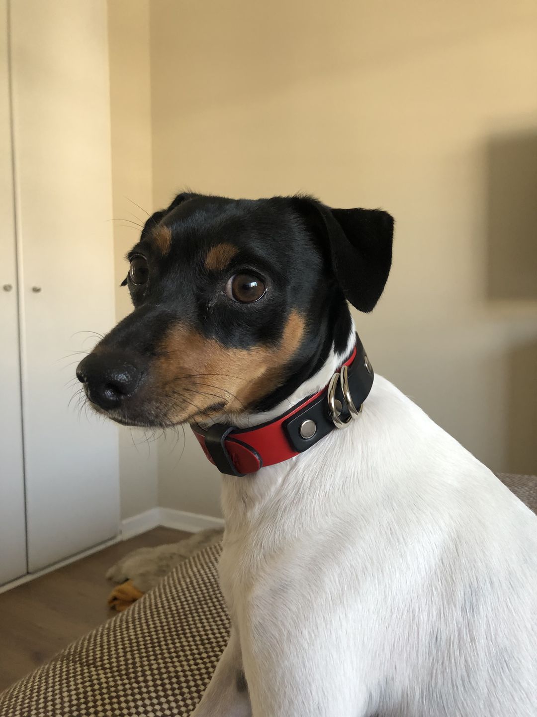 Customer photo review of Collar Duke Negro/Rojo