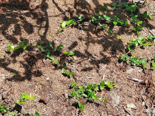 Customer photo review of Vinca Minor Bowles 50 count Flat