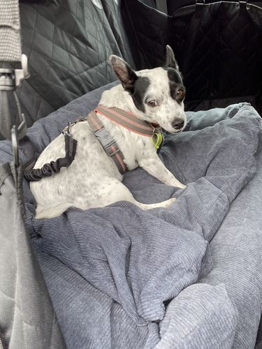 Customer photo review of PaWz Dog Car Booster Seat