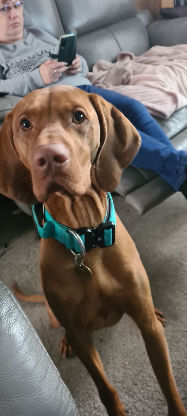 Customer photo review of 4cm Combat® Collar | With Handle & Rated Clip - Turquoise v2.0
