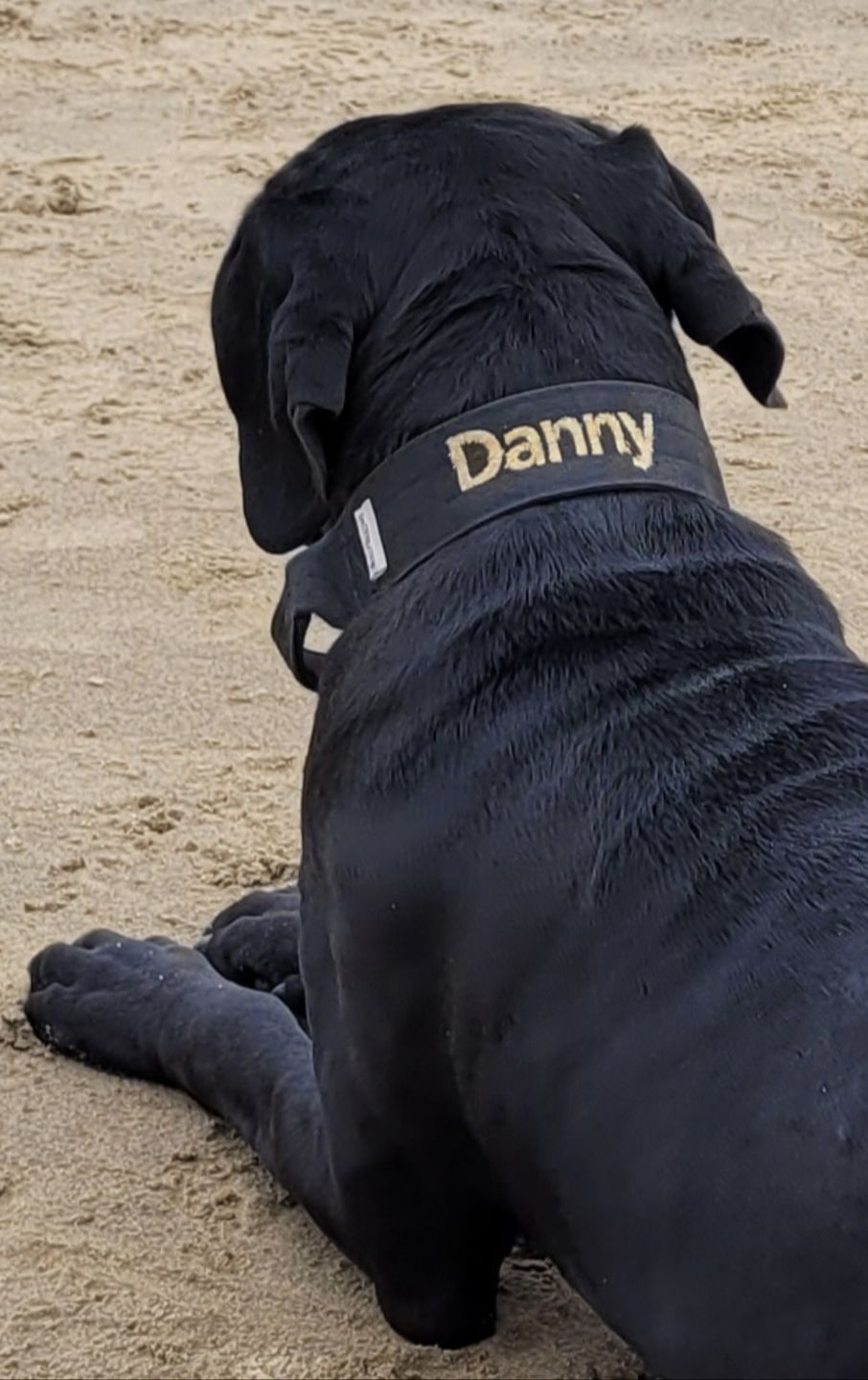 Customer photo review of 5cm Combat® Collar | Rated Clip - NO HANDLE - Black v2.0