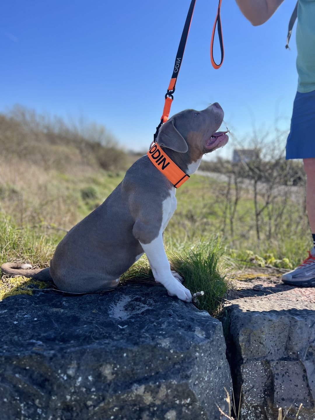 Customer photo review of 1.4m Swivel Combat Lead | Neoprene Lined, Secure Rated Clip with Soft Handle - Orange