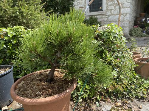 Customer photo review of SUBSTRATO SPECIFICO PER CONIFERE GOLD CB®