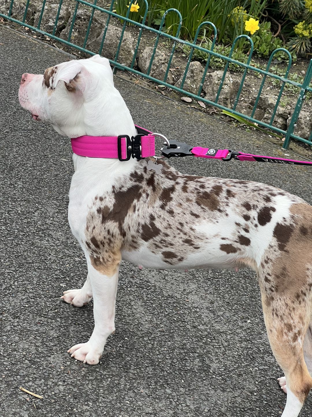 Customer photo review of 1.4m Swivel Combat Lead | Neoprene Lined, Secure Rated Clip with Soft Handle - Magentas