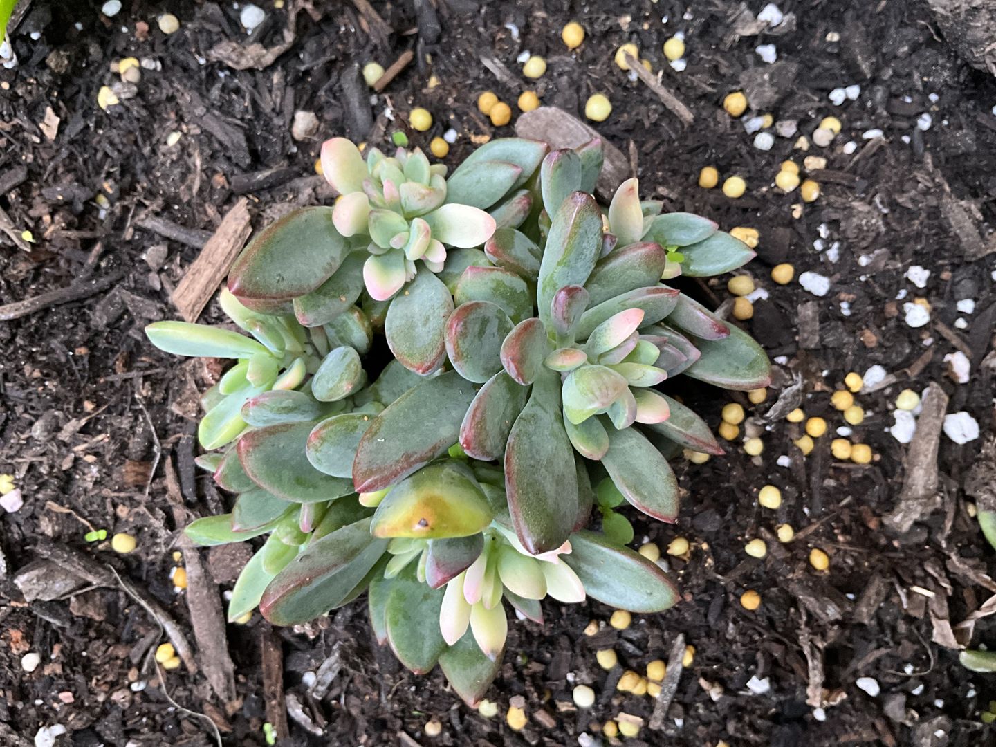 Customer photo review of Echeveria manaudes variegated