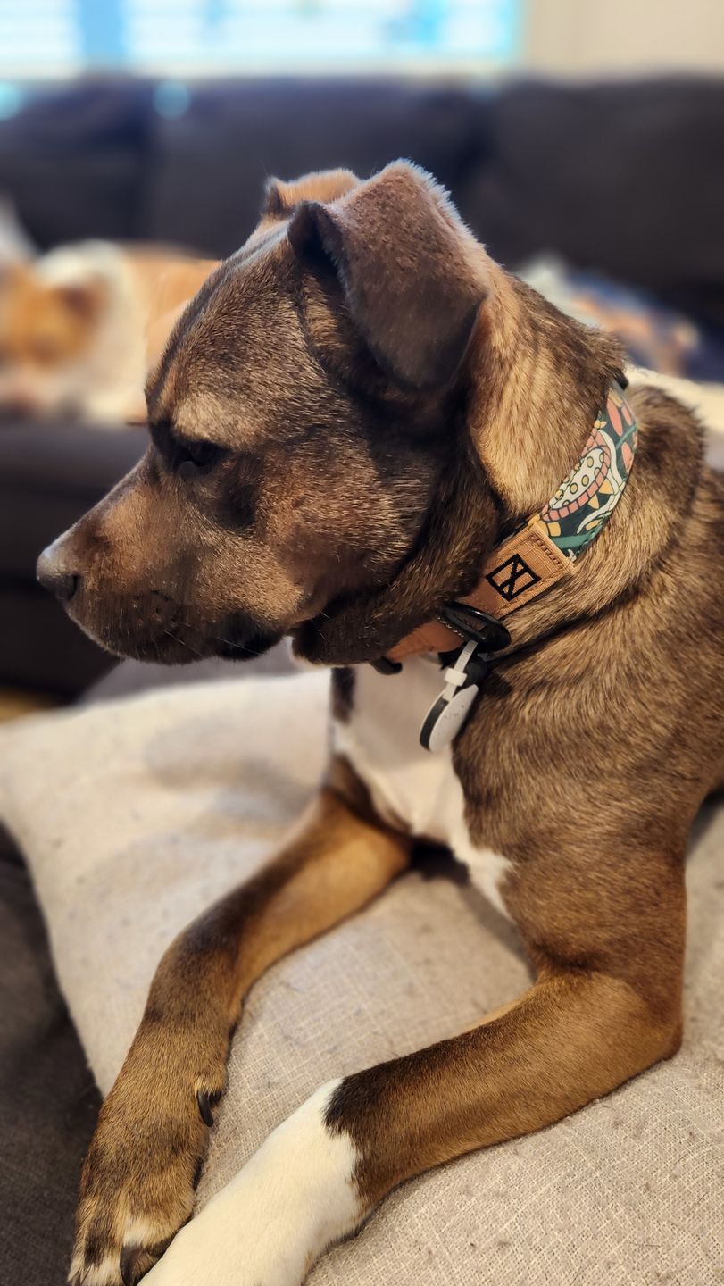 Customer photo review of NOOM: Artist Series Collar
