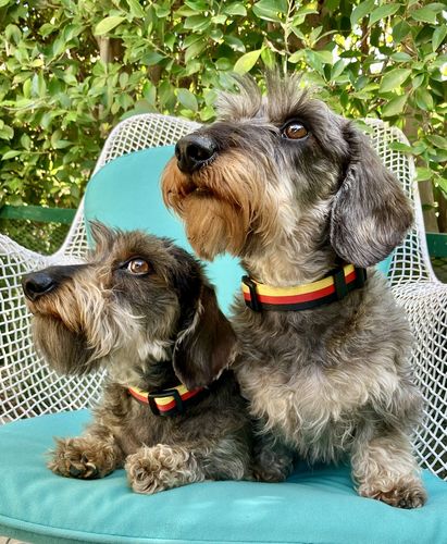 Customer photo review of German Dog Collar | Great For National Holidays, Festivals, Parades, Sporting Events, Pride Events