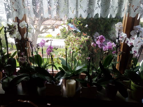 Customer photo review of Vienna | Violettes Tisch-Orchideen 2er Paket + Übertöpfe