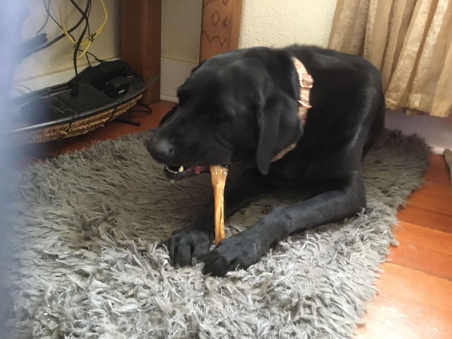Customer photo review of Beef Tendon