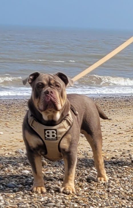 Customer photo review of 1.4m Swivel Combat Lead | Neoprene Lined, Secure Rated Clip with Soft Handle - Khaki