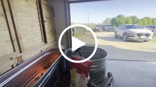 Customer video review of GrubTerra Fresh Black Soldier Fly Larvae for Reptiles