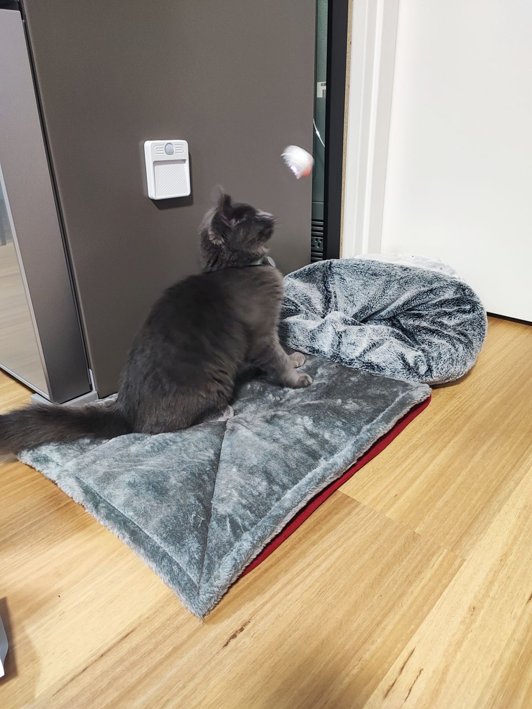 Customer photo review of Mayitwill MeowMate Automatic Little Monster Cat Toy