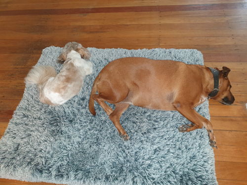 Customer photo review of PaWz  Multimat
