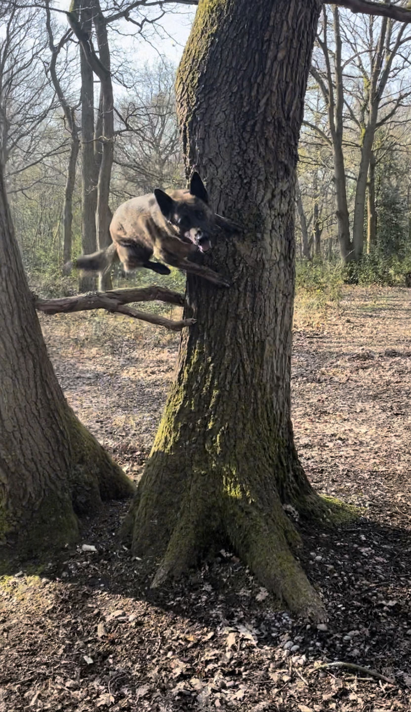 Customer photo review of Double Ended Training Lead | All Breeds - Durable & Soft 2m Lead - Military Tan