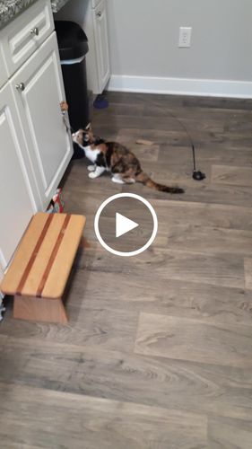 Customer video review of Interactive Bird Simulation Cat Toy Set