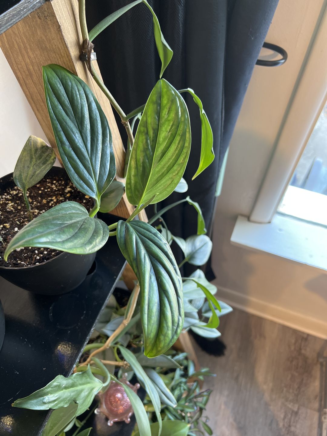 Customer photo review of 3" Monstera aureopinnata
