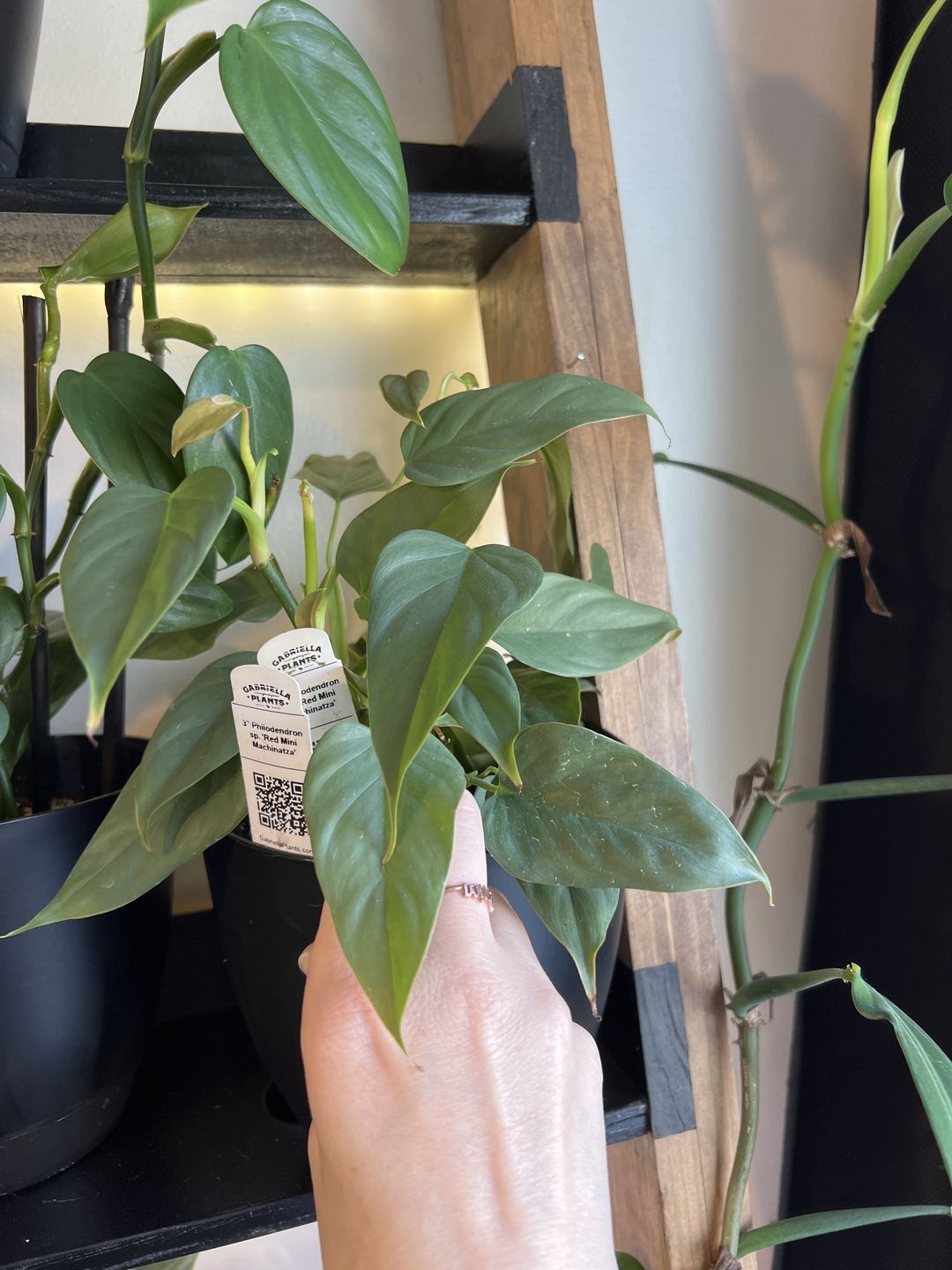 Customer photo review of 3" Philodendron sp. 'Red Mini Machinatza'