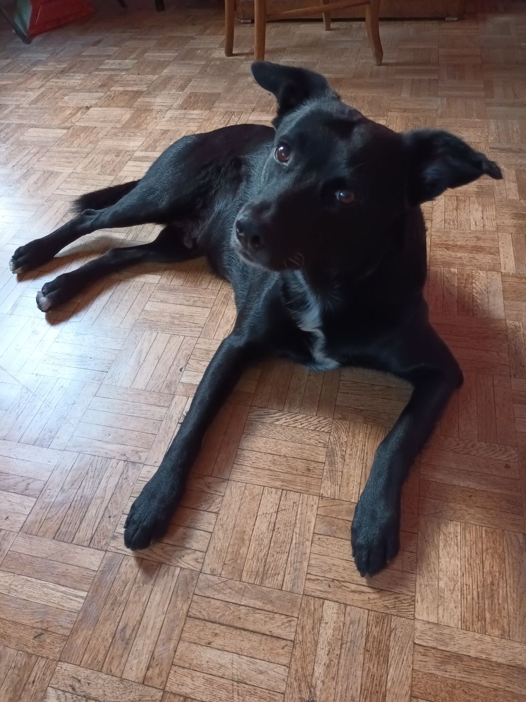 Customer photo review of Croquettes de volaille riches en ingrédients frais - Moy. / Grande taille (chien adulte)