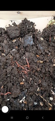 Customer photo review of Vermicompostera Vertical