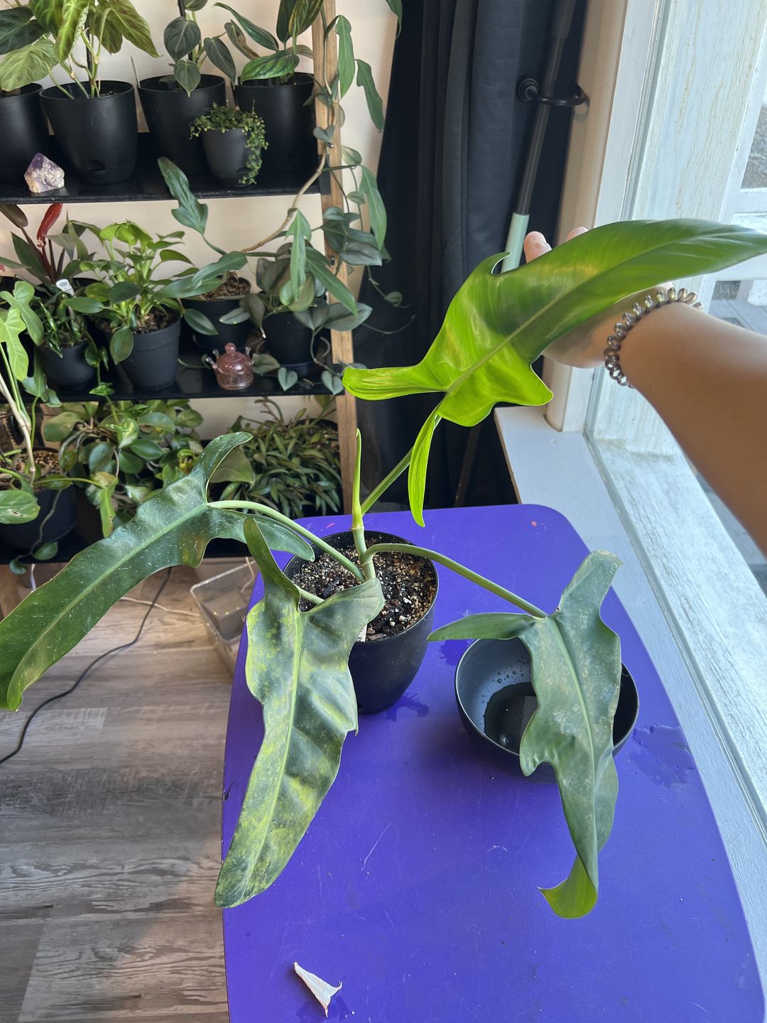 Customer photo review of 4" Philodendron 'Jerry Horne'
