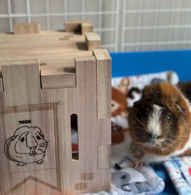 Customer photo review of GuineaDad Wooden Castle