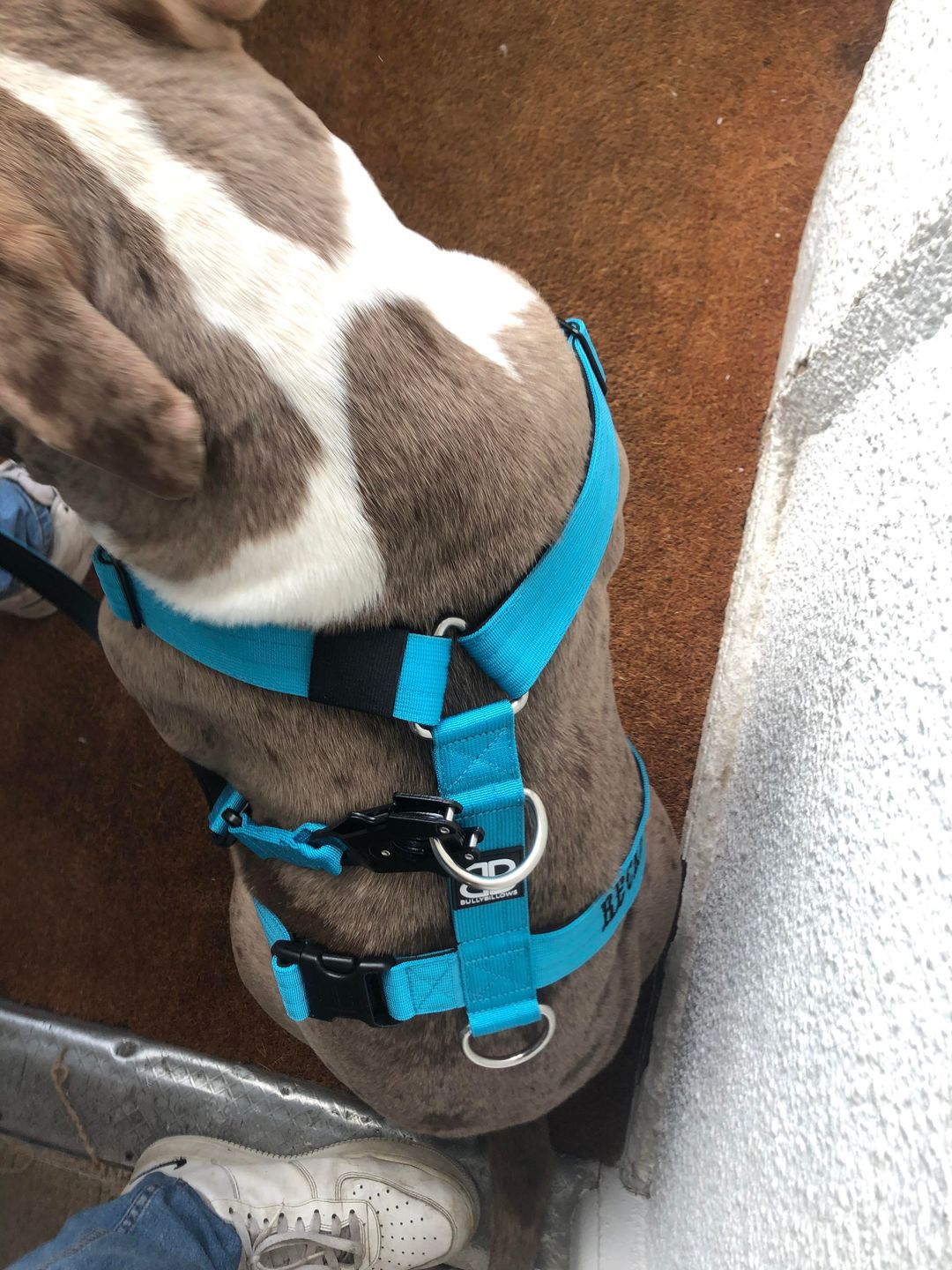 Customer photo review of TRI-Harness® | Anti-Pull, Adjustable & Durable - Dog Trainers Choice -  Light Blue v2.0