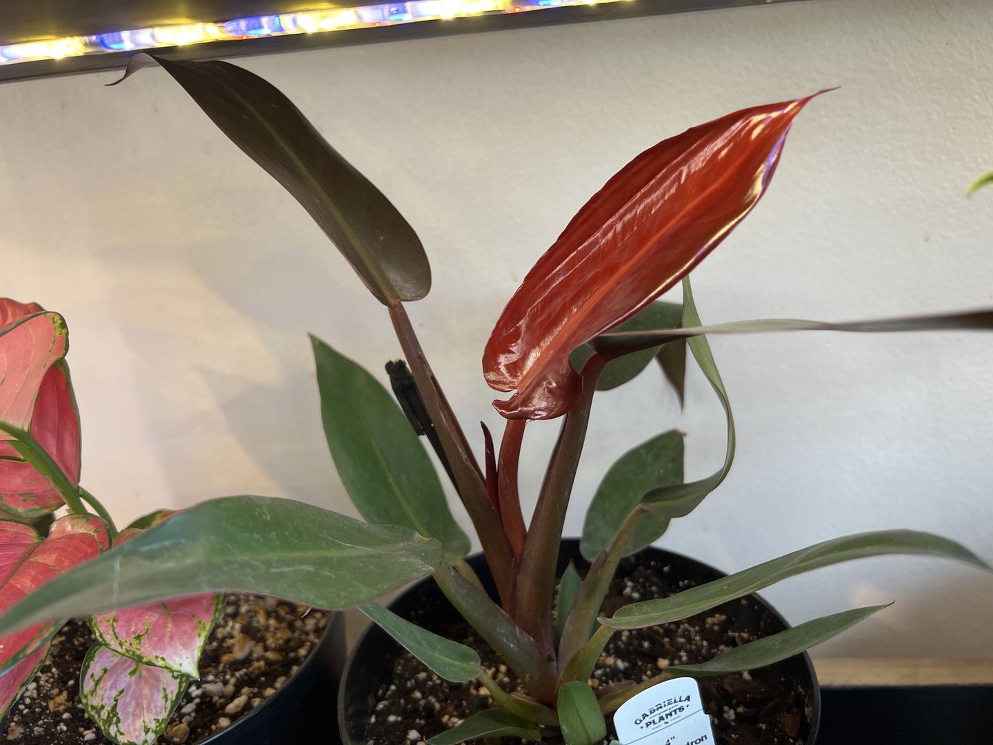 Customer photo review of 4" Philodendron 'Sun Red'
