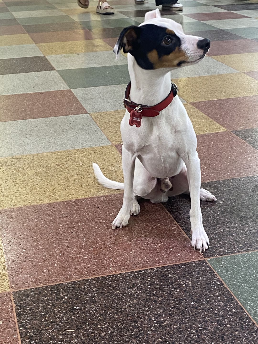 Customer photo review of Collar Duke Rojo/Negro