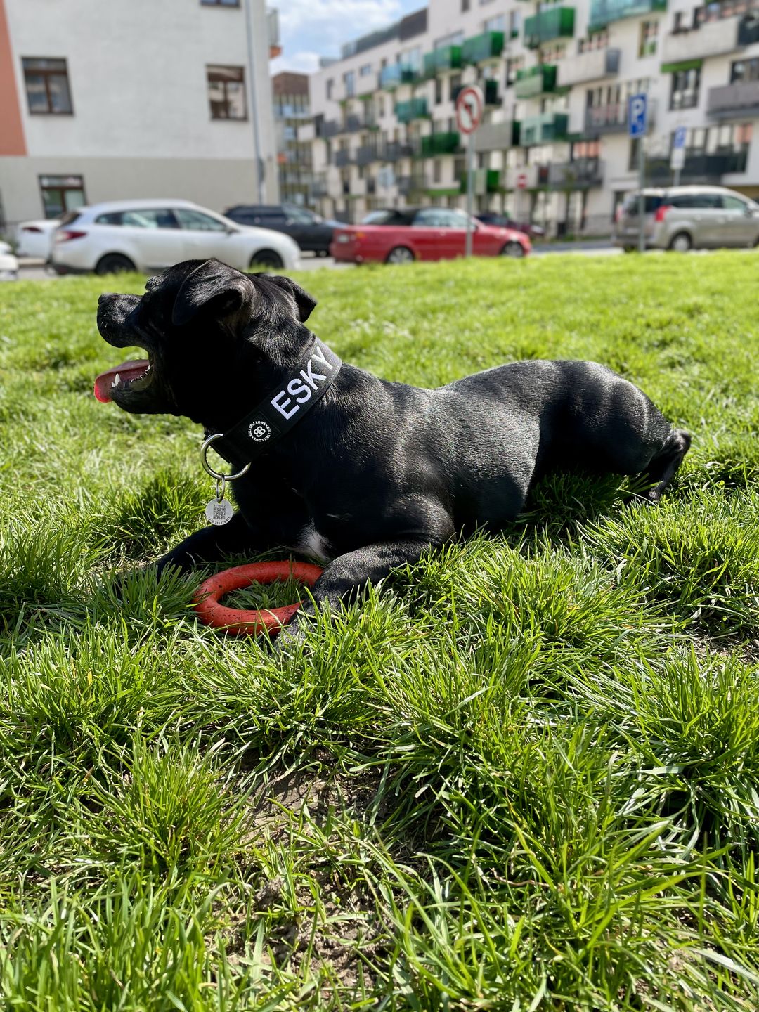 Customer photo review of 4cm Combat® Collar | Rated Clip - NO HANDLE - Black v2.0