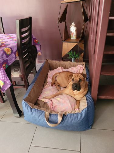 Customer photo review of Cama Para Perro Nido Kuapets Cafe - Azul Jeans