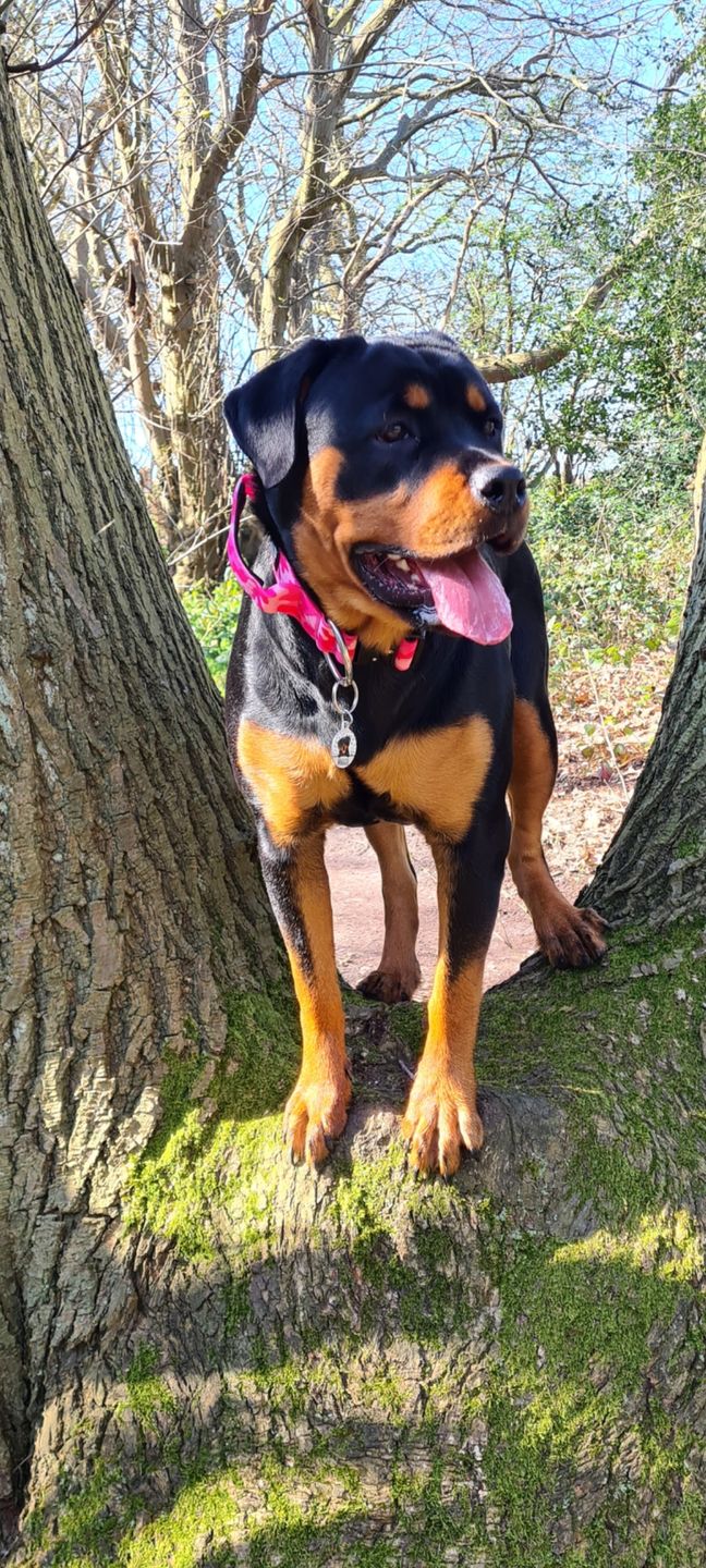 Customer photo review of 5cm Combat® Collar | With Handle & Rated Clip - Bubblegum v2.0