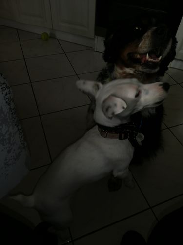 Customer photo review of Collier Anti Aboiement PuppySafe